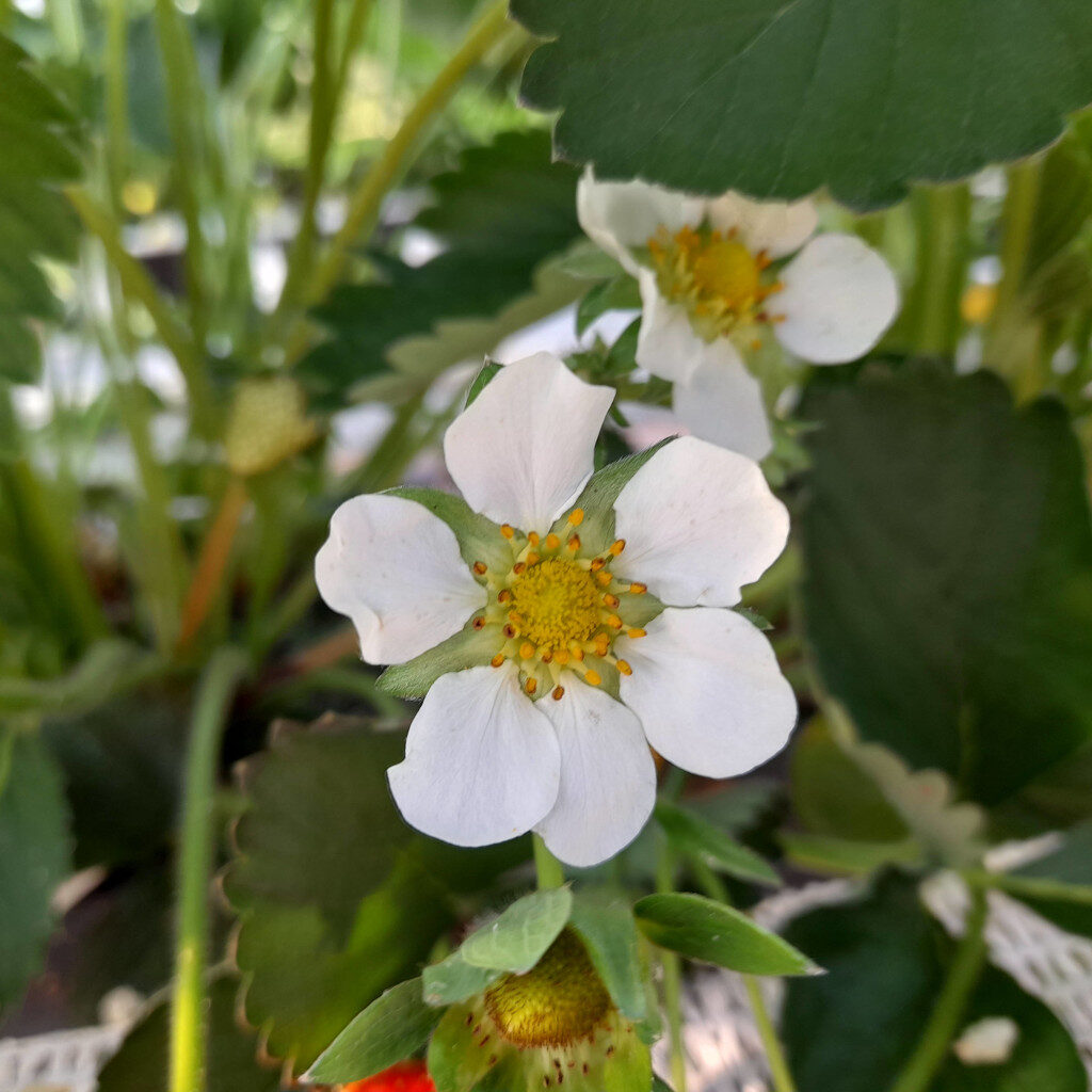 Erdbeeren Blüten