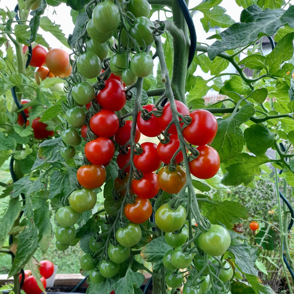 Tomaten